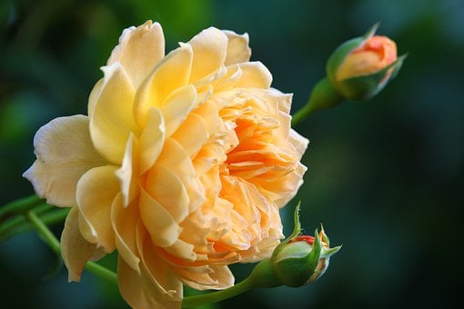 rose-7860008__340 rose-7860008__340