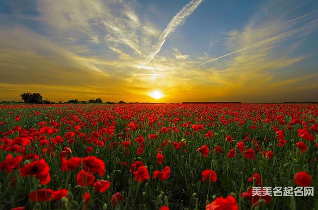 诗经取名雅致好听的龙年男宝宝名字