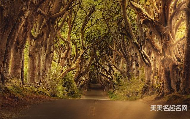 2025年女孩中间带庆字的名字大全 2025年女孩中间带庆字的名字大全