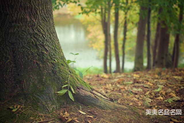 龙年宜用字 龙年宜用字