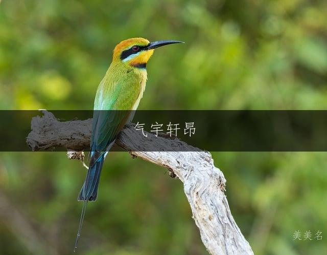 气宇轩昂,带耳朵旁的男孩名字