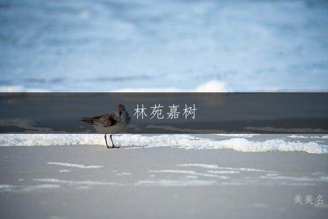 林苑嘉树,带木字旁的男孩名字