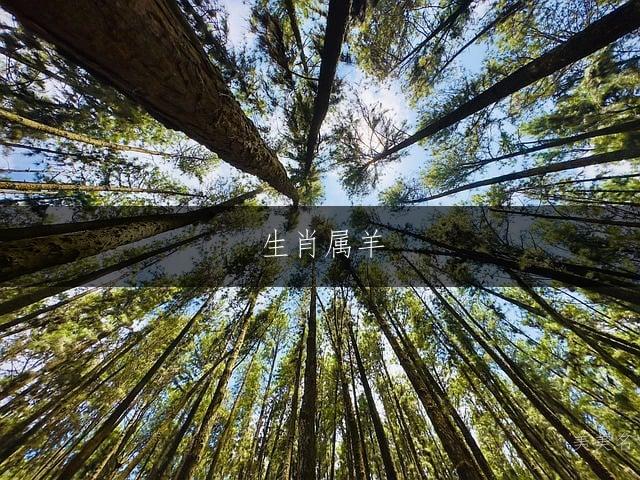 生肖属羊,冰雪聪明的男孩取名指南