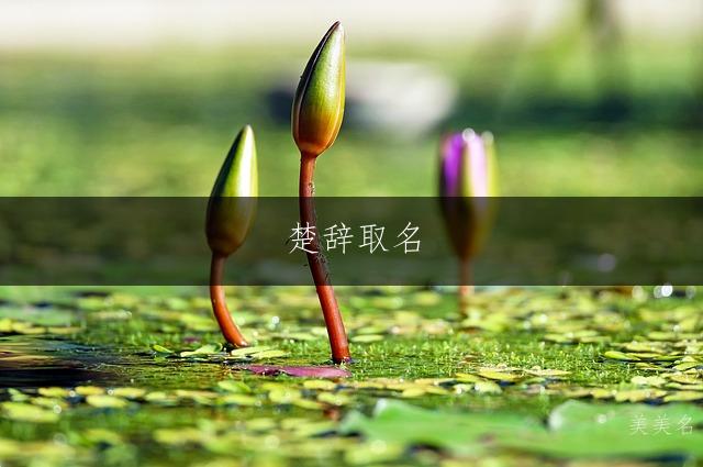 楚辞取名,男孩的富贵之名